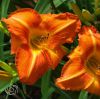 Hemerocallis Tuscawilla Tigress.jpg